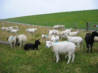 Herde von Texel-Schafen 